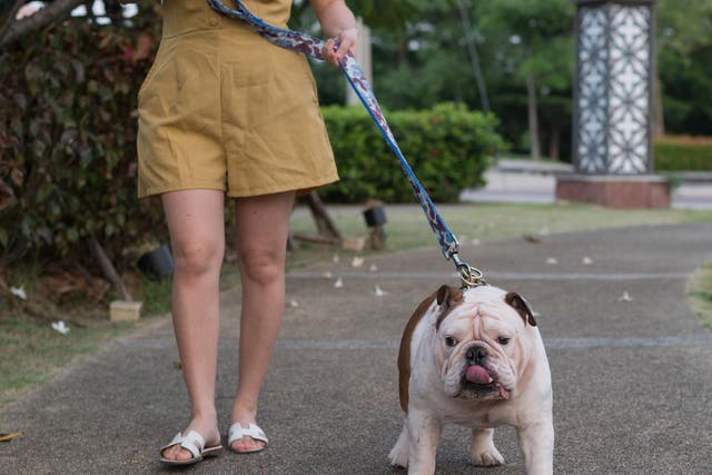 Walk-shy owners will work out more if their pet needs to lose weight