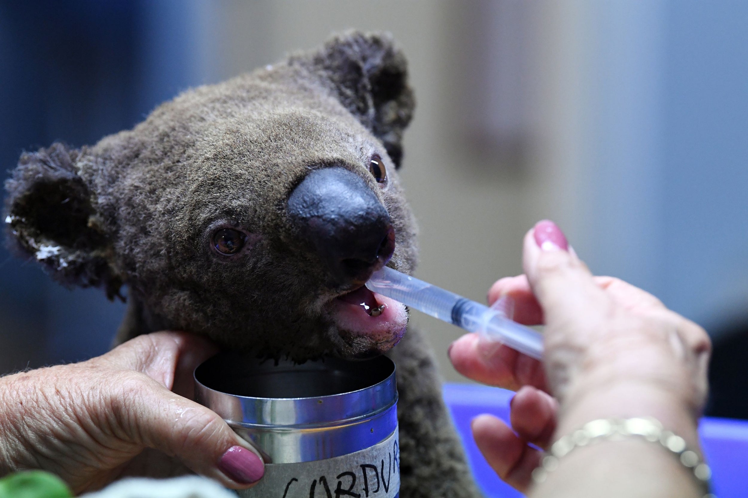 Australia Fires Six Year Old Boy Makes Clay Koalas To Raise Money