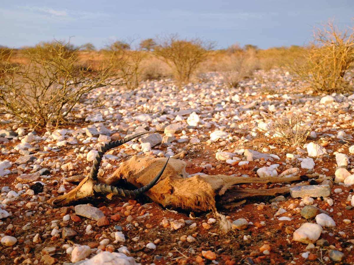 Severe Droughts Threaten Wildlife Industry In South Africa 