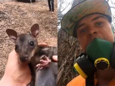 Instagram star films himself saving baby kangaroo from Australia fires