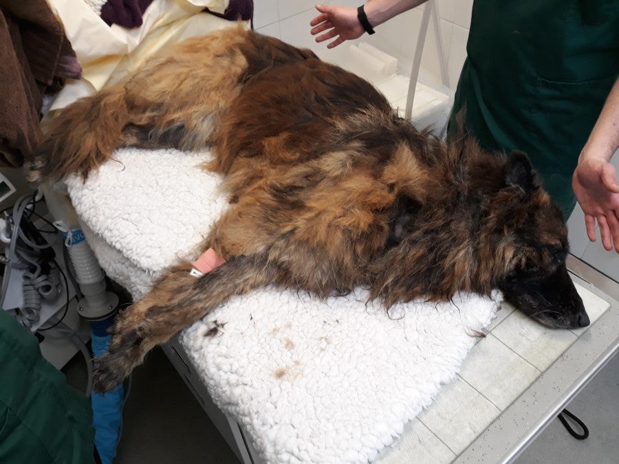 A dog was saved from drowning in the River Trent after being thrown in the water while attached to a heavy rock