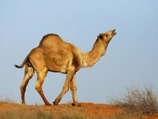 10,000 camels in Australia to be shot