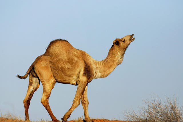 The camel population would double every eight to 10 years without culling
