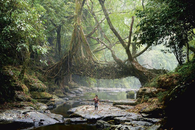 In the relentless damp of Meghalaya’s jungles, the Khasi people have used the trainable roots of rubber trees to grow Jingkieng Dieng Jri living root bridges over rivers for centuries