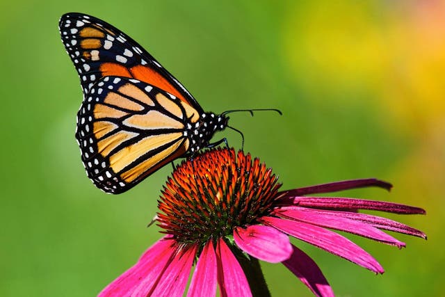 Climate change threatens the beautiful and beloved monarch butterfly, The  Independent