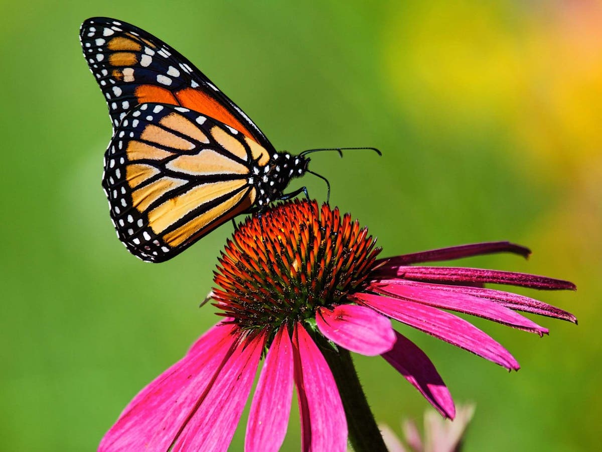 Climate change threatens the beautiful and beloved monarch