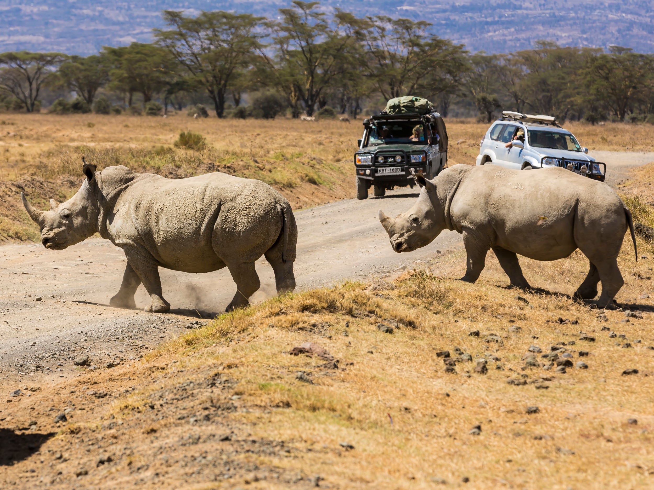 You should be more concerned about the roads than terrorism if travelling in and around Kenya for a safari