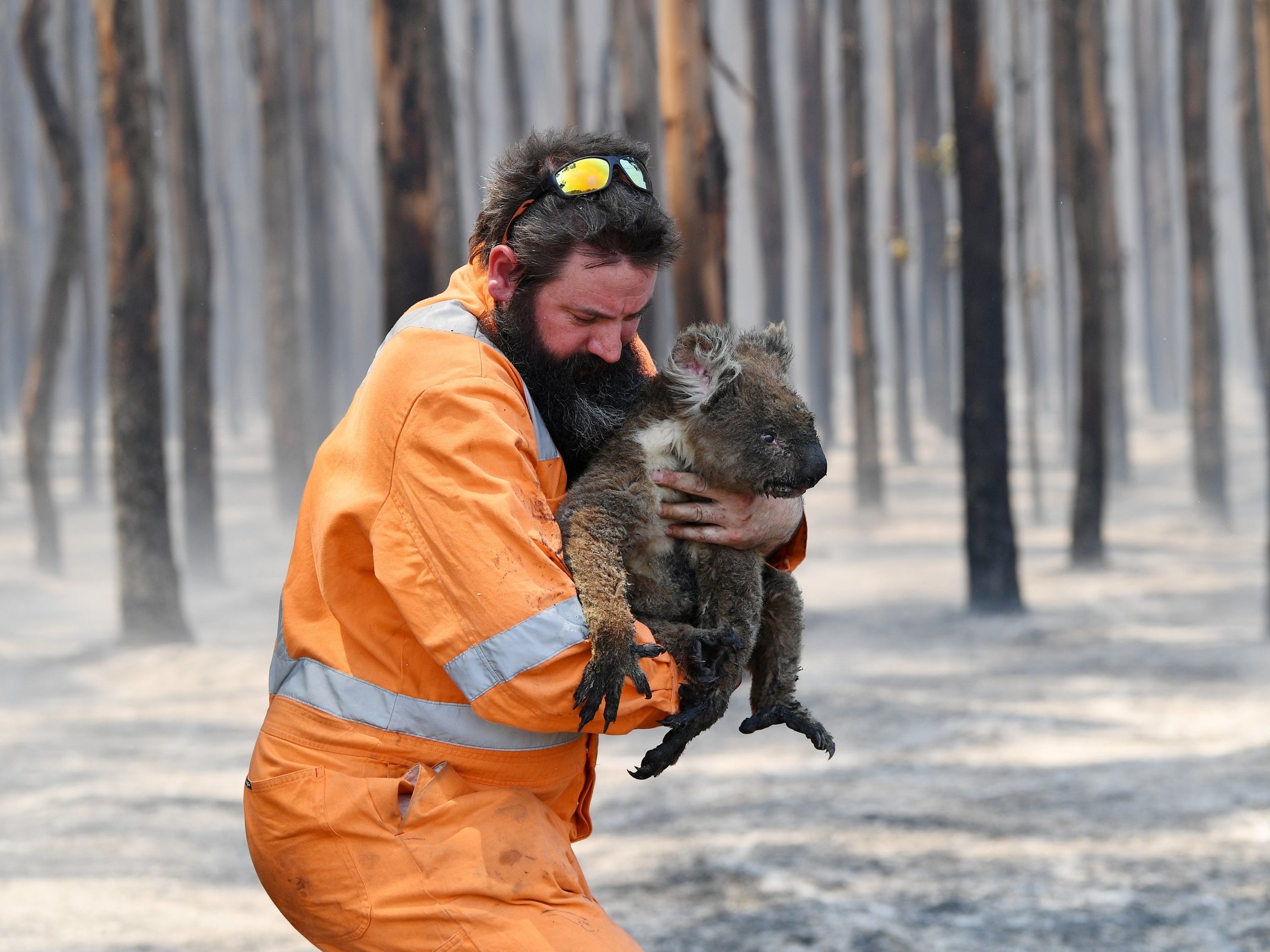 A rescuer holds a koala in a burning forest in January 2020