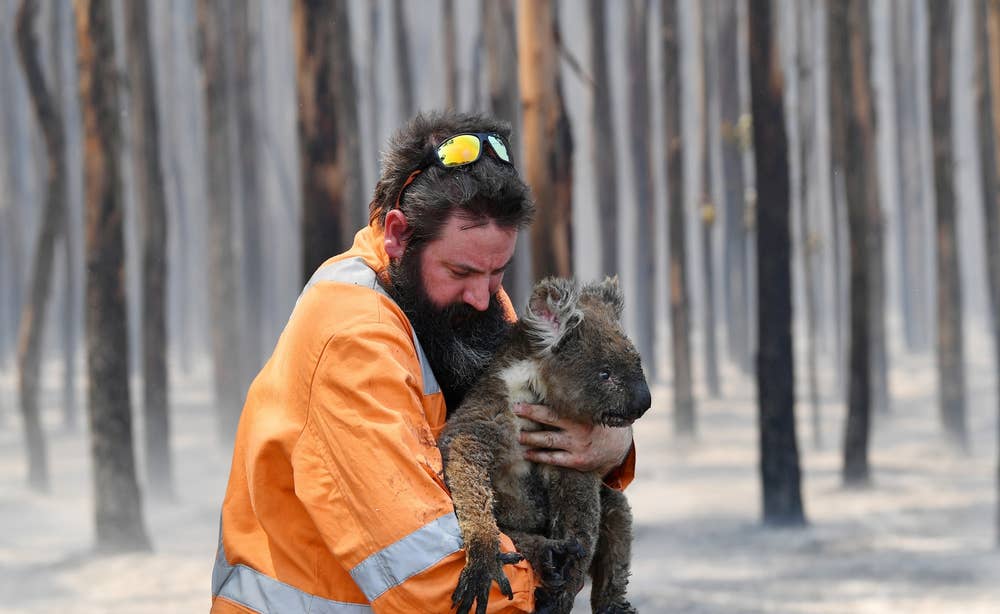Australia Wildfires Hundreds Of Koalas Being Treated As Animals