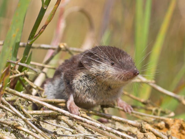 The bicoloured white-toothed shrew is the main carrier of the virus and can be found in Germany, Austria, Switzerland, and Liechtenstein