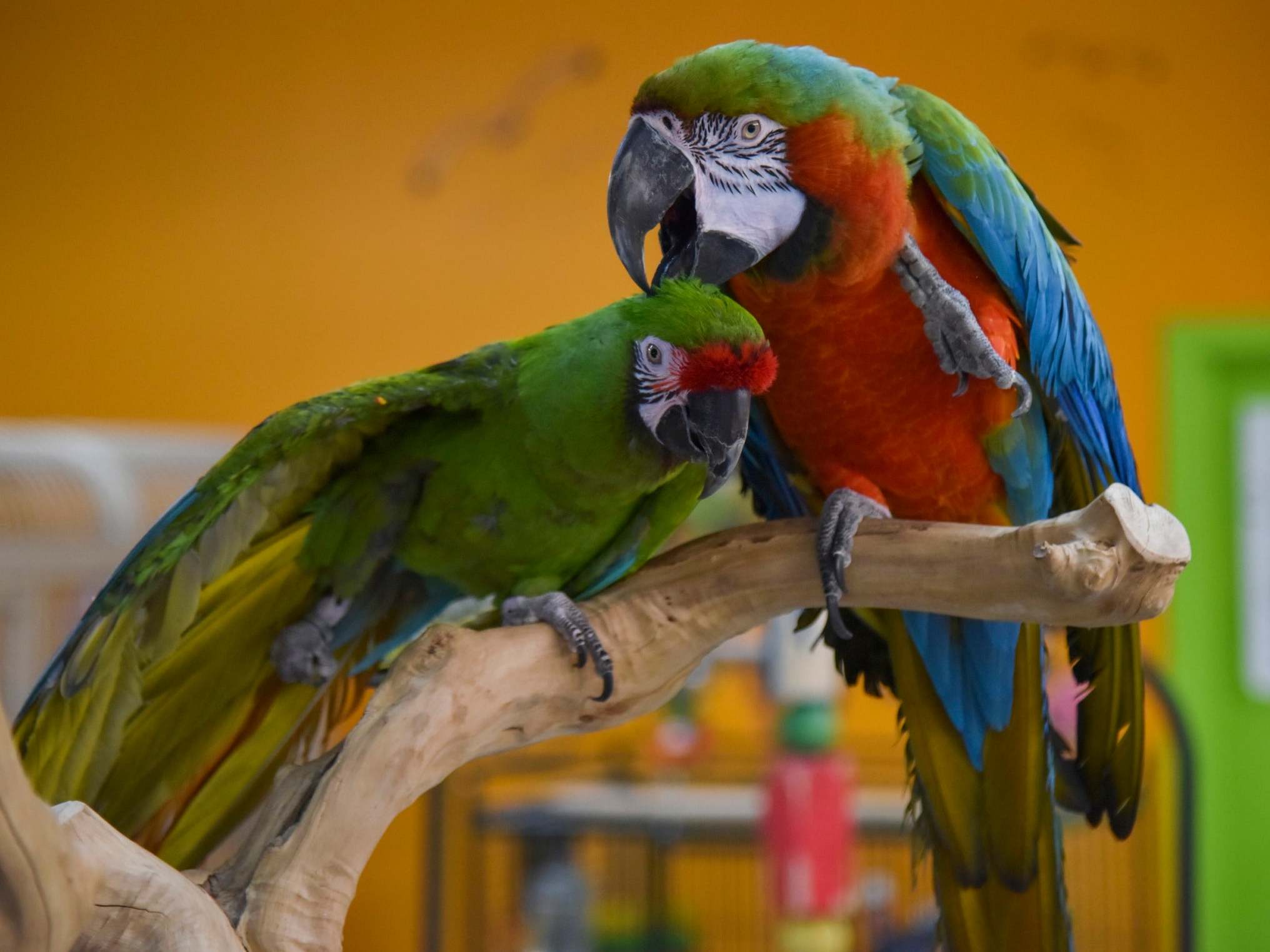 Suzie (left) and Kirby groom each other at TC Feathers Aviary