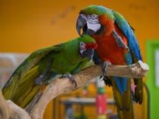 When Kirby met Suzie: A rare and novel parrot love story
