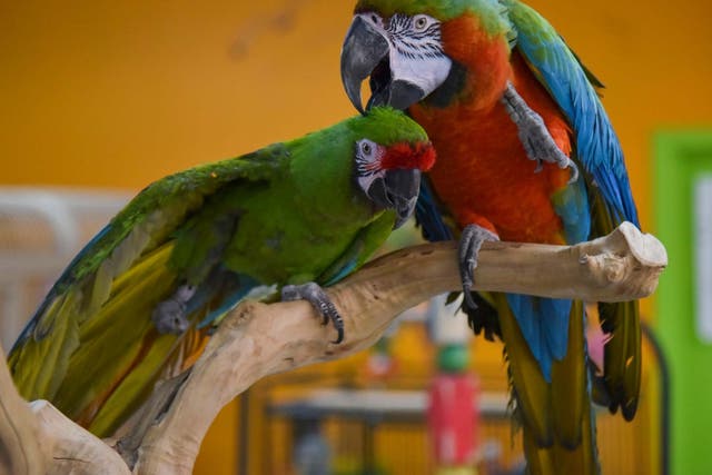 Suzie (left) and Kirby groom each other at TC Feathers Aviary