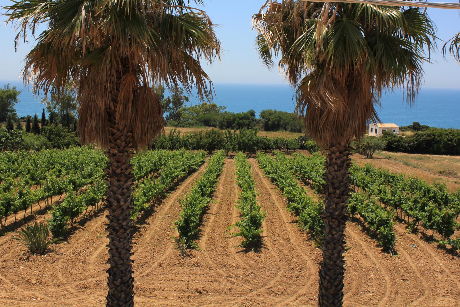Discover Menfi, home to exquisite vineyards and spectacular ocean views