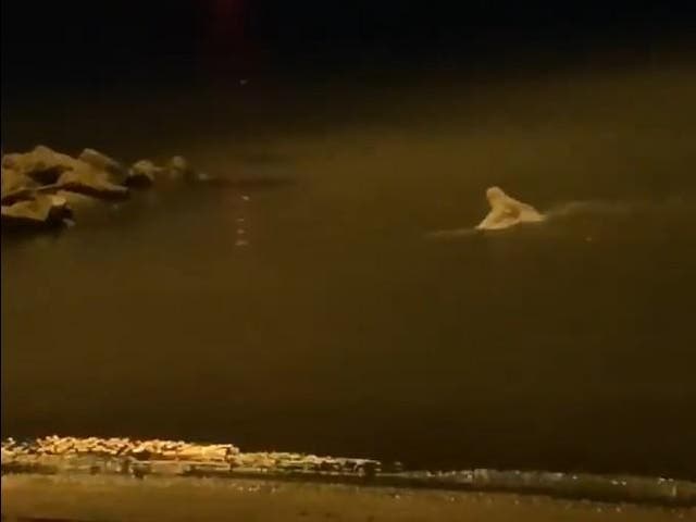 An owl swims across Lake Saint Clair in Michigan