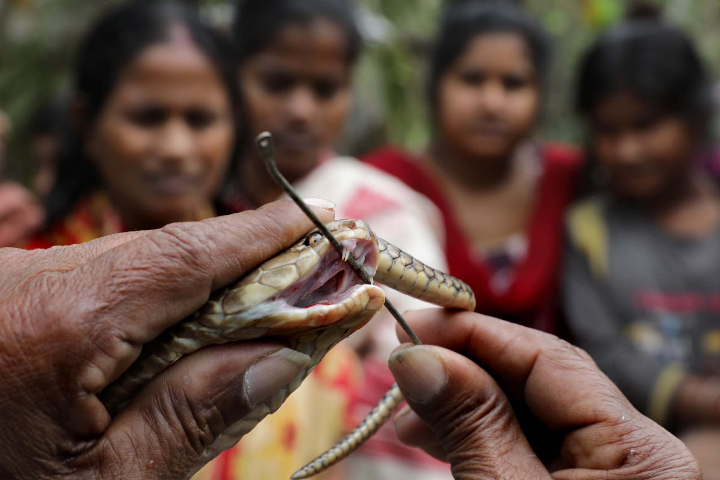 File: An Indian snake handler shows a cobra to locals during an awareness camp