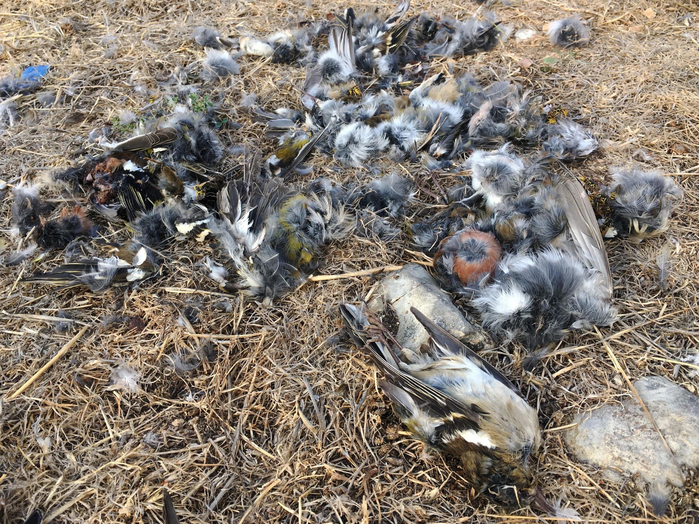 Feathers and remains of birds killed by hunters at a bird hunting area near the coastal city of Byblos north of Beirut (Getty)
