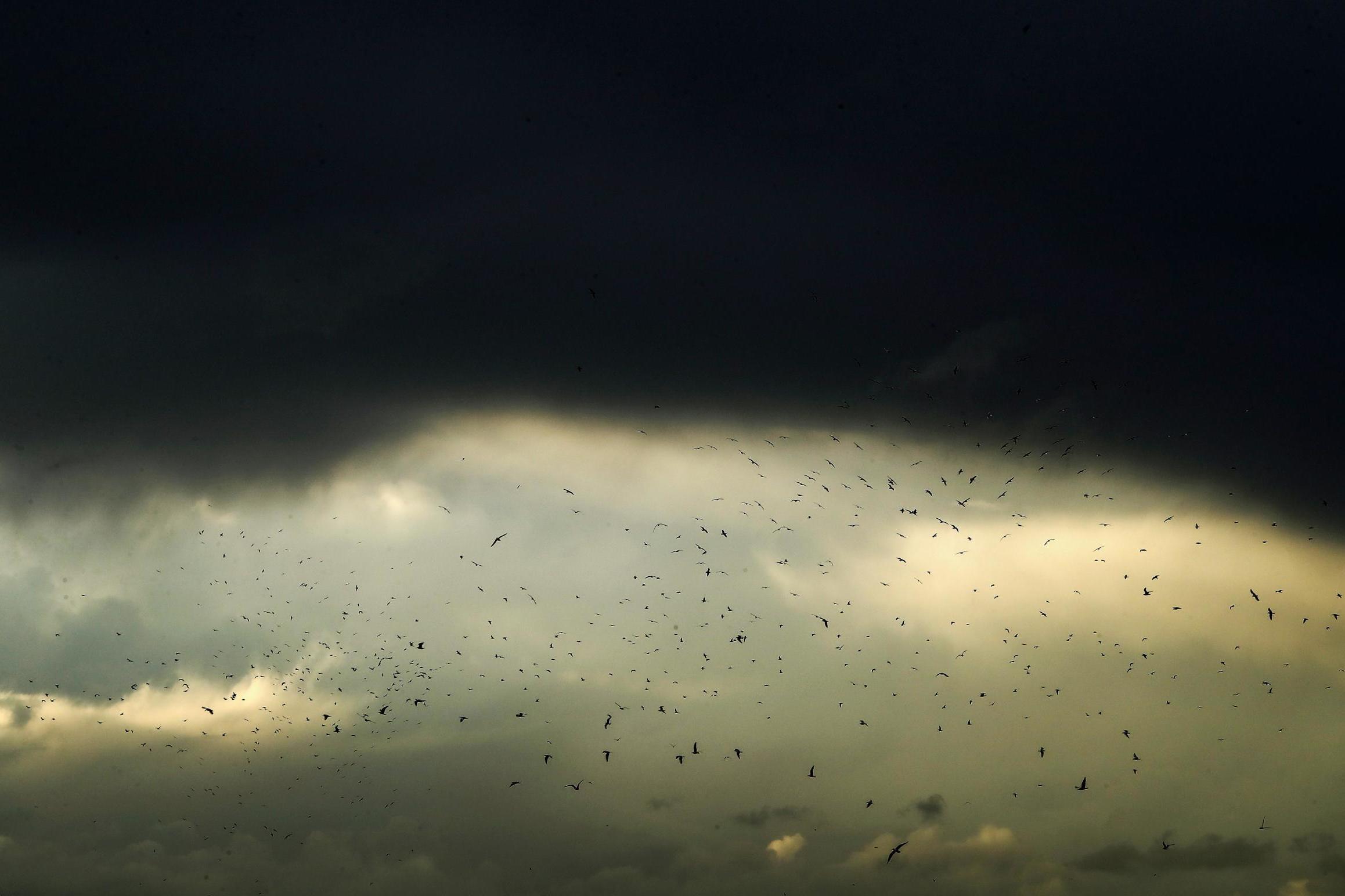 Seagulls fly under a heavy storm cloud off the coast of the Lebanese capital Beirut (Getty)