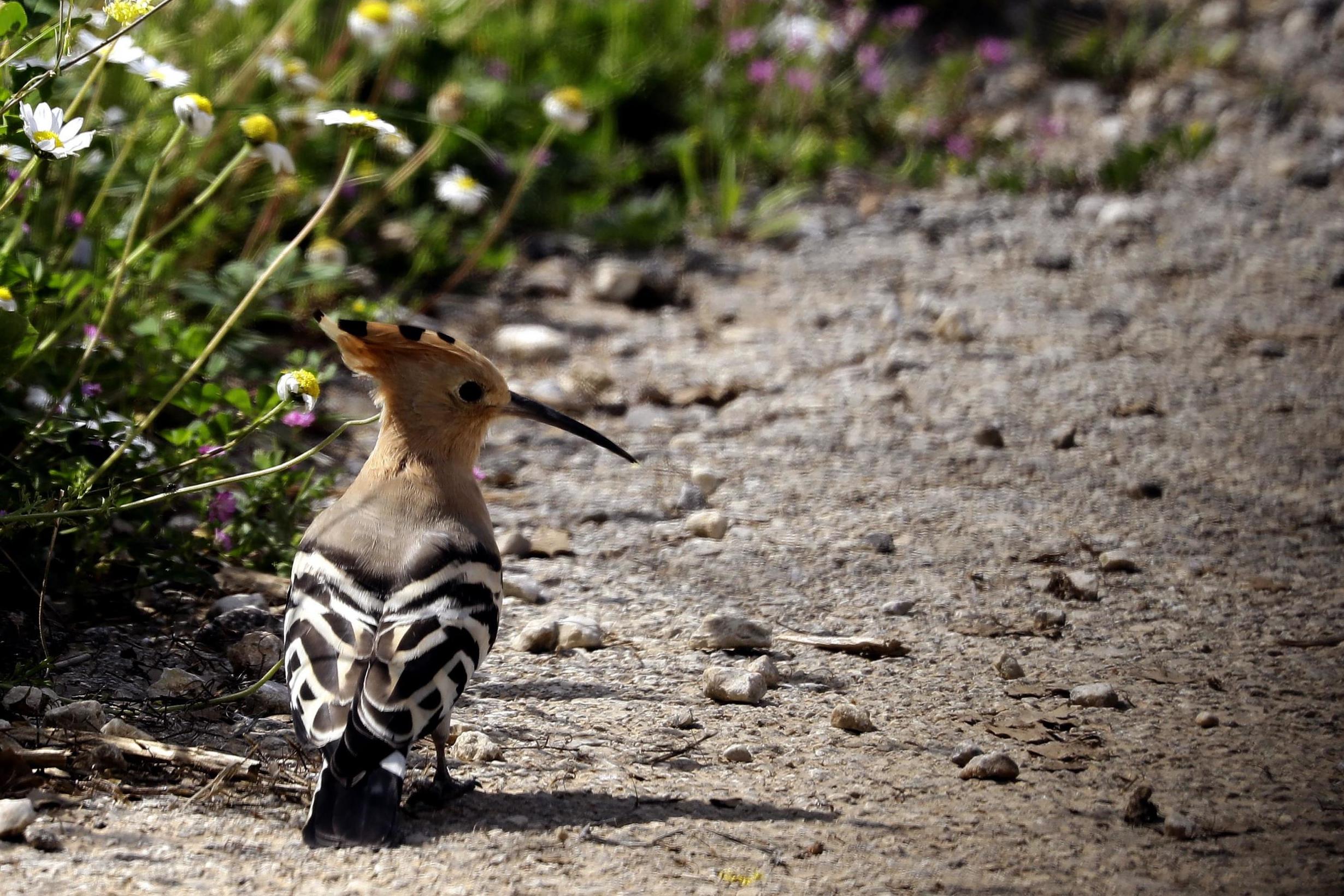 A hoopoe bird is seen in a field in the village of Damour, south of Beirut (Getty)