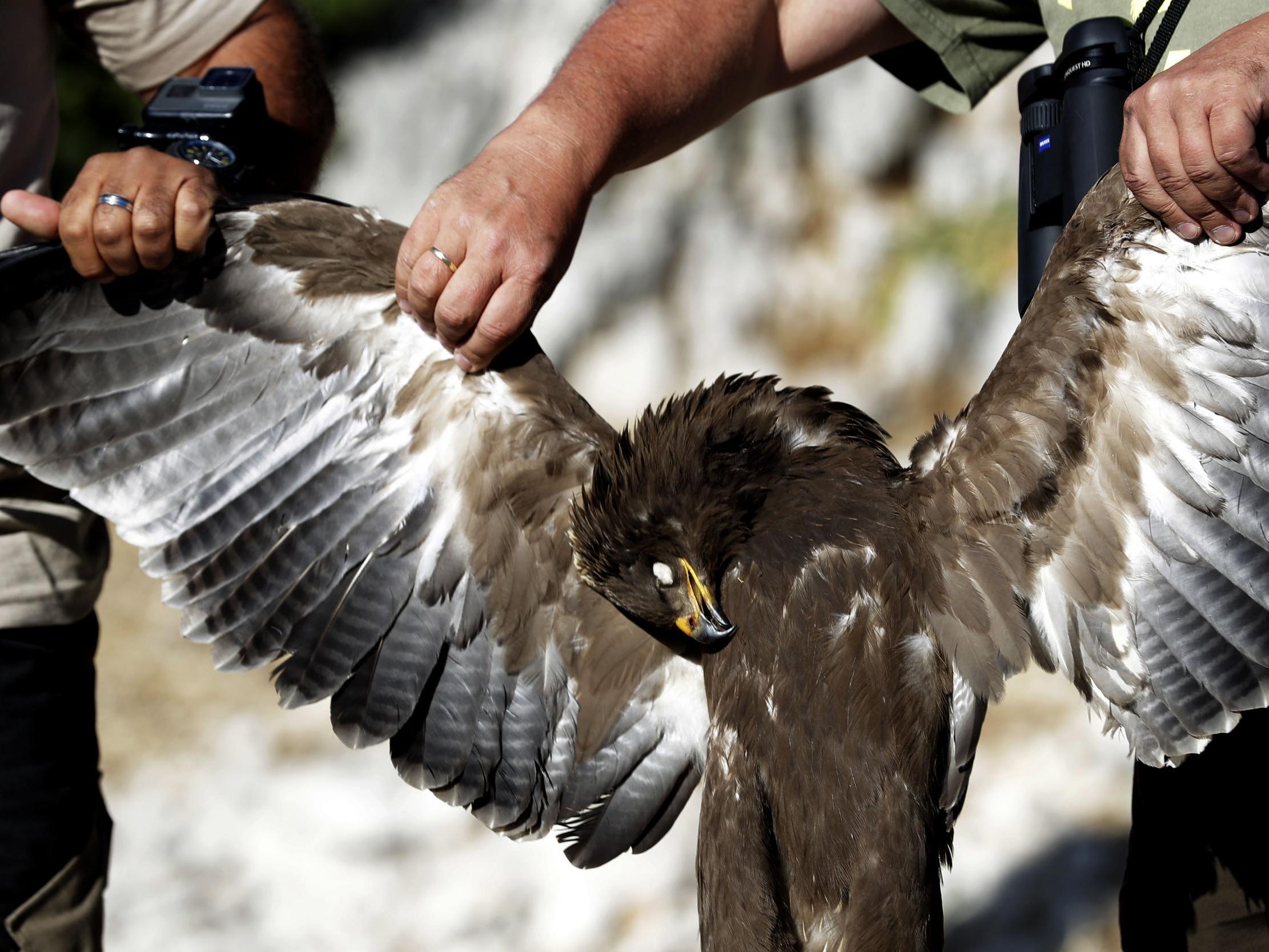 A dead Lesser Spotted eagle is displayed by activists from the Committee Against Bird Slaughter (CABS) at their birds observation camp