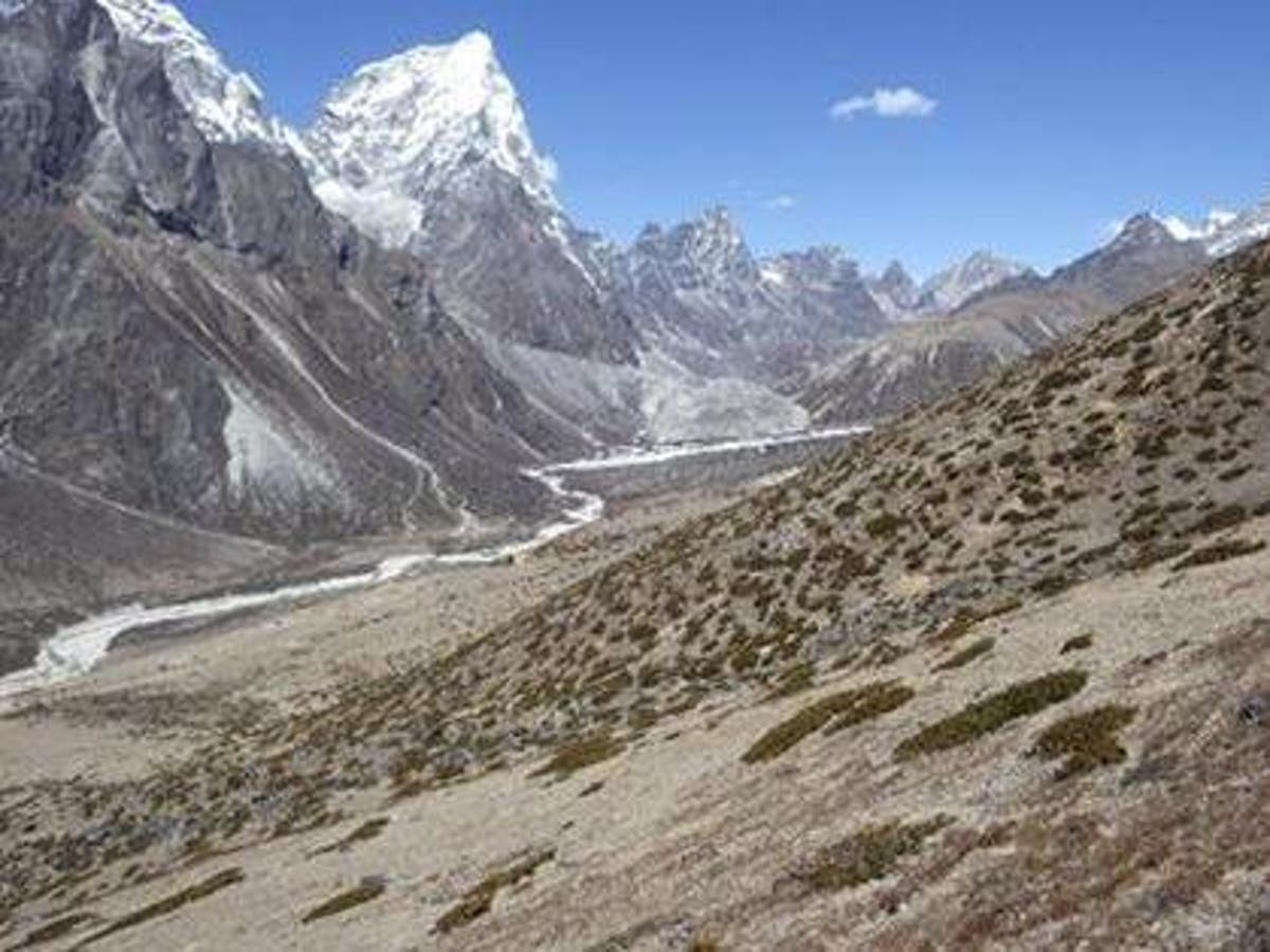 Plants That Lived on Mount Everest Rediscovered in Forgotten Lab