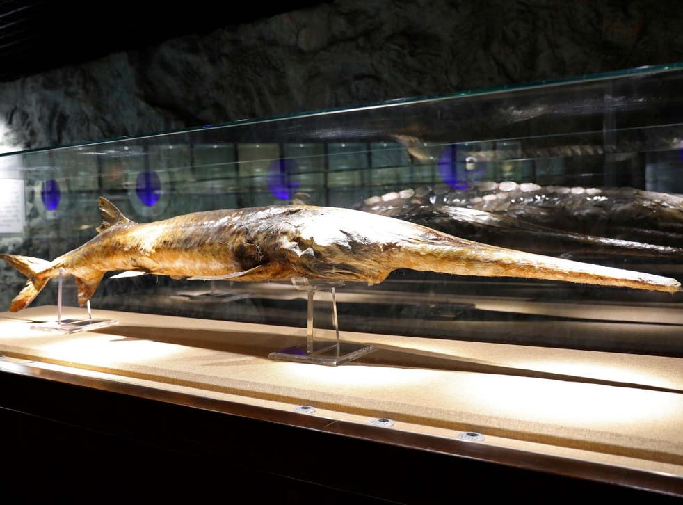 Researchers estimate the Chinese paddlefish became extinct between 2005 and 2010