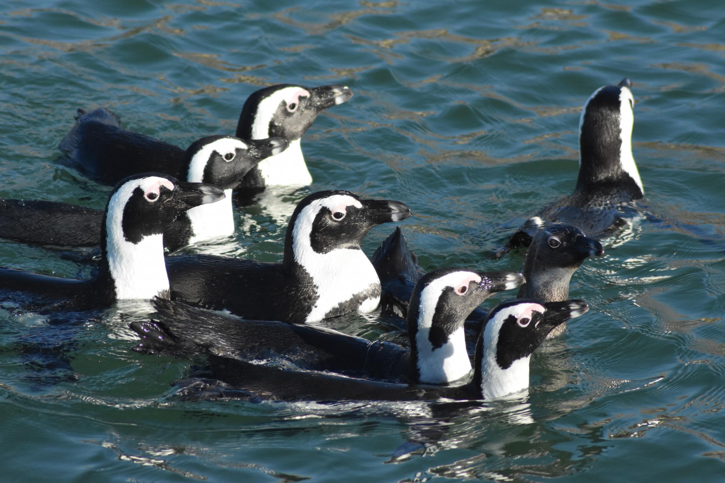 African penguins off the coast of Luderitz