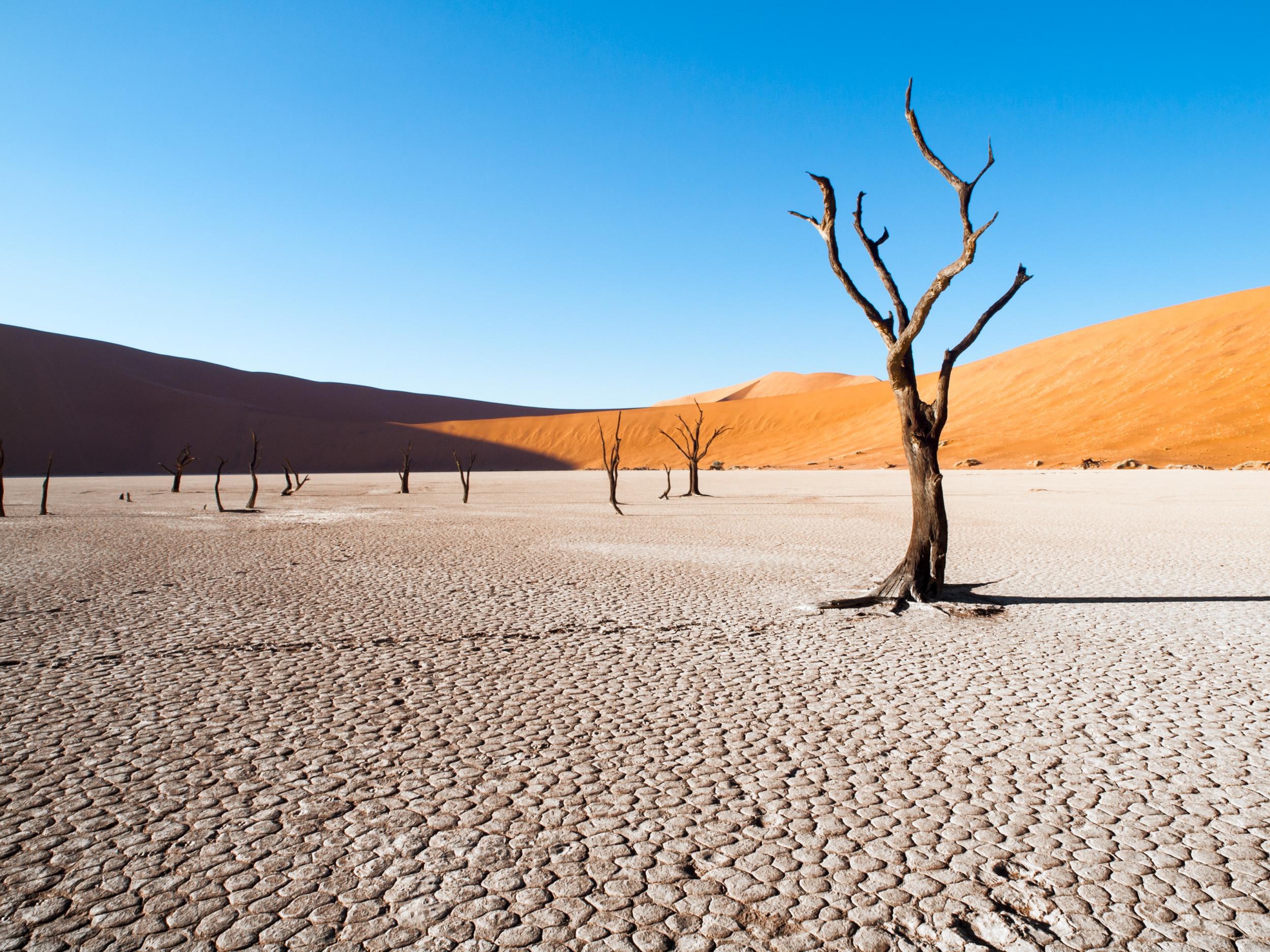 Deadvlei (Getty/iStock)