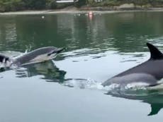 Dolphin pod filmed swimming alongside row boat in Cornwall