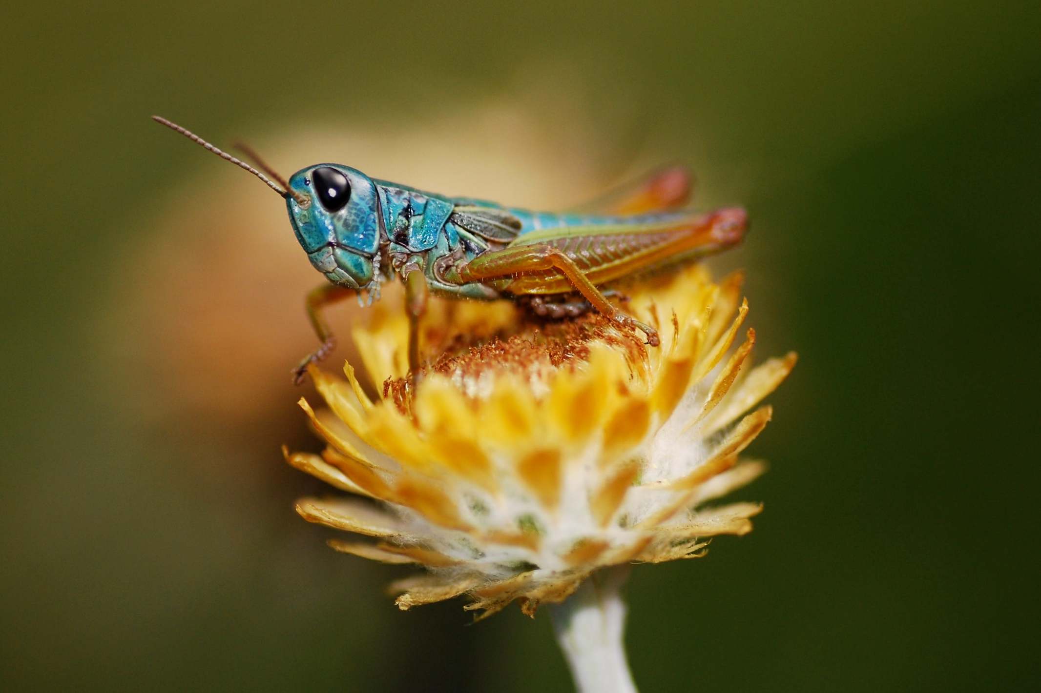 ‘The only grasshopper that we know of that has really ferocious fights’