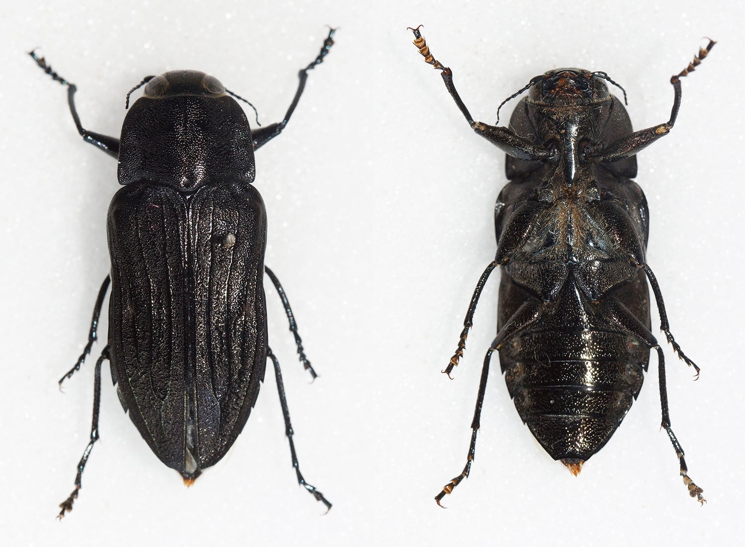 Australian fire beetles are known to head towards fire-damaged areas to mate