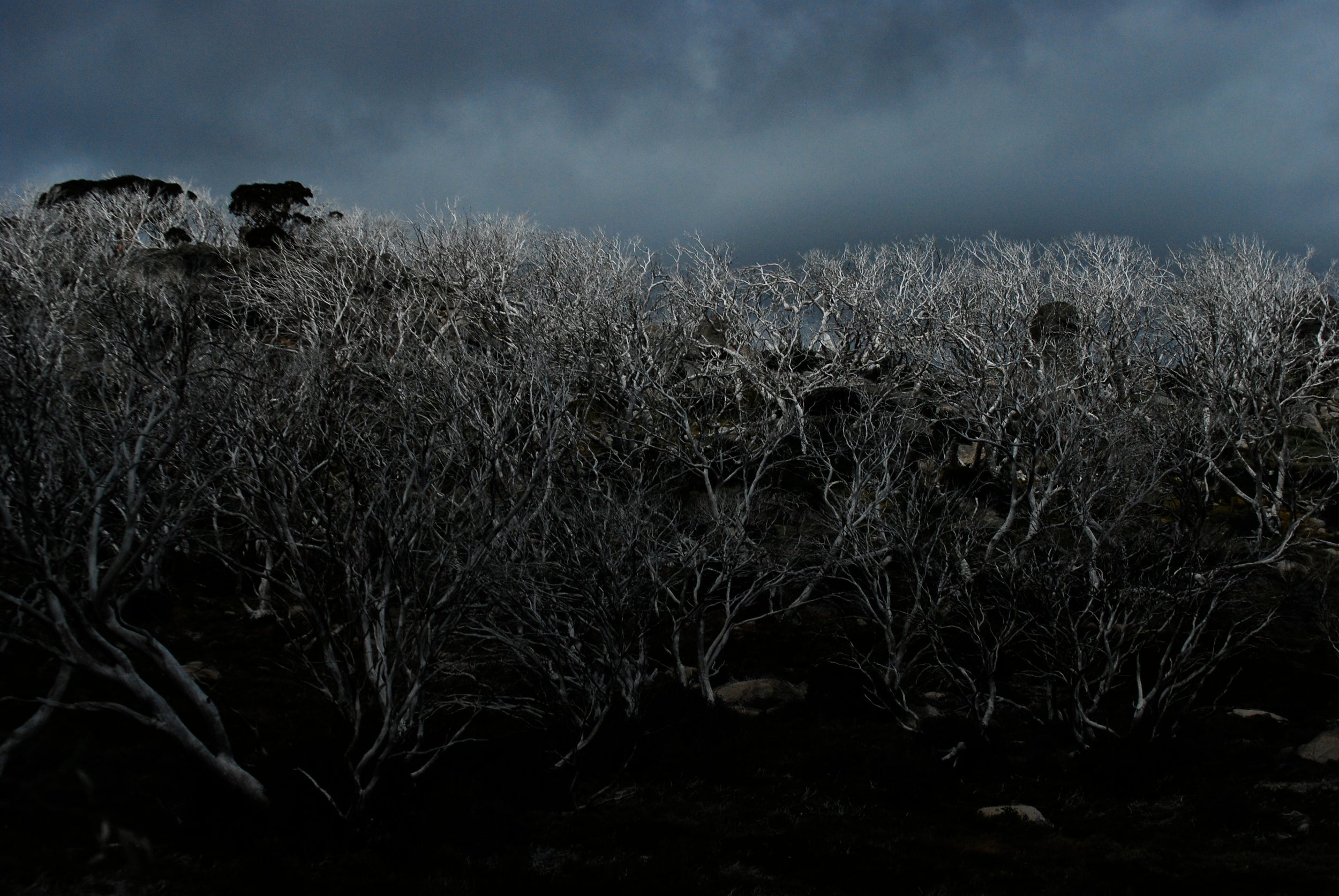 A landscape of dead trees near Thredbo Village in Kosciuszko National Park
