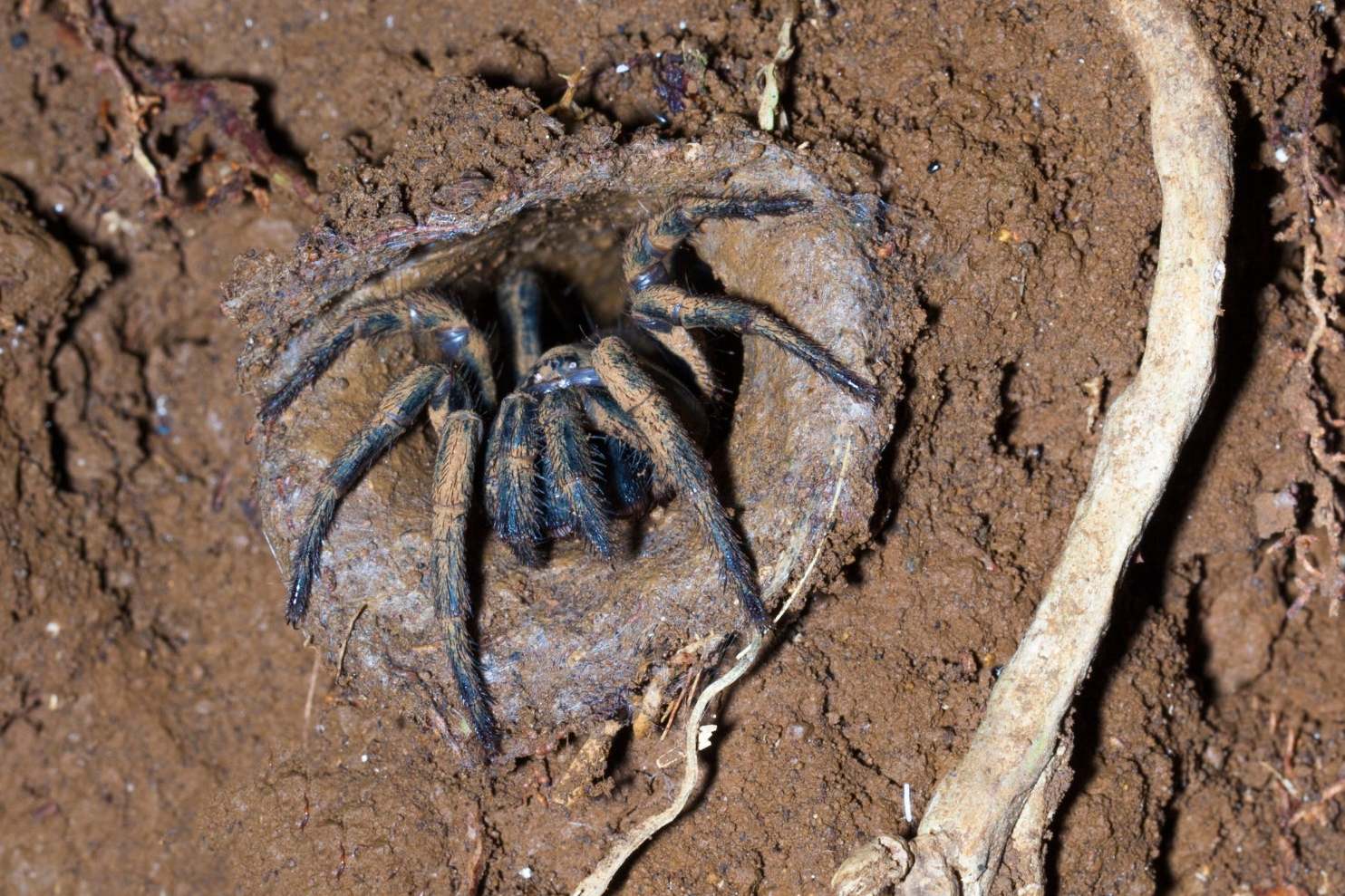 Trapdoor spider in mud burrow, Queensland