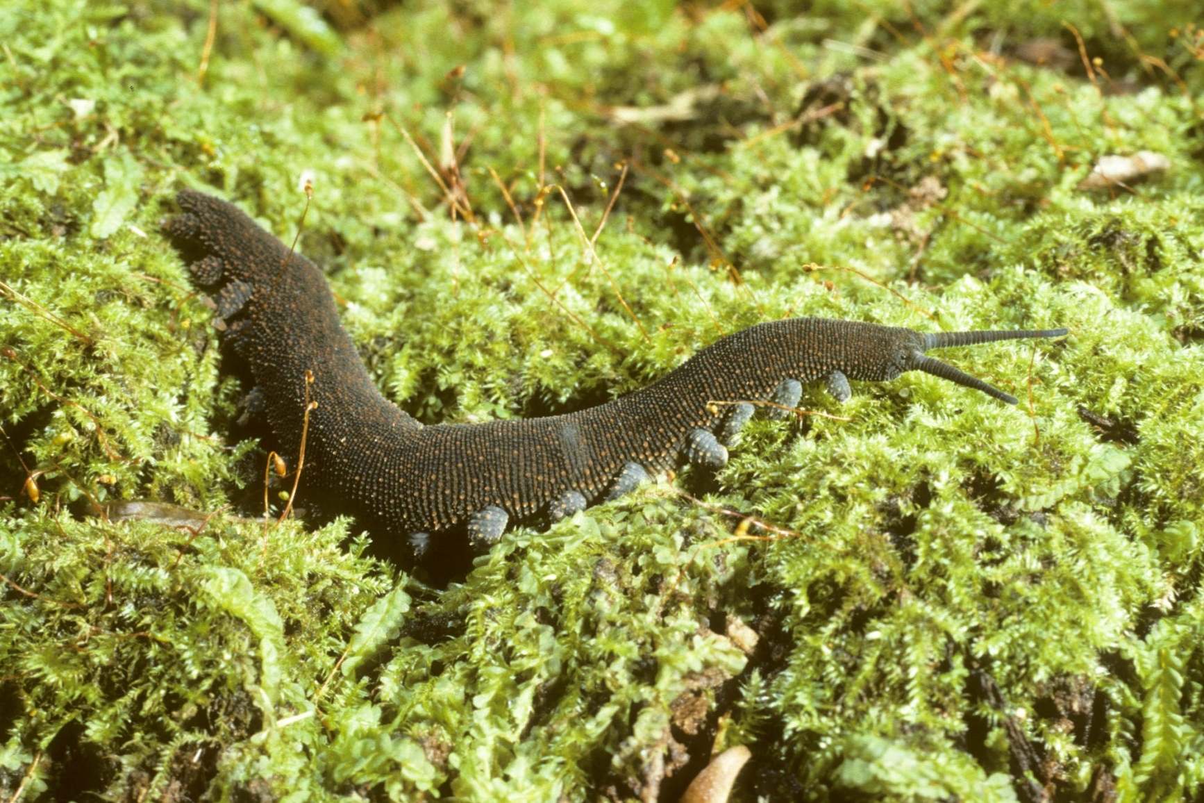 The velvet worm inhabits moist places such as inside and under rotting logs, beneath stones and leaf litter