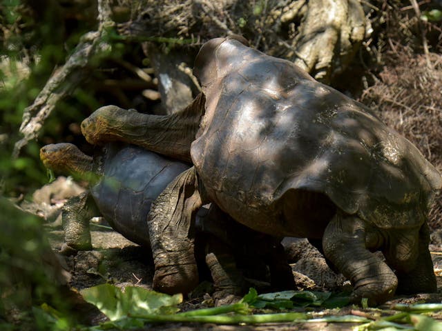 Diego the tortoise mates with a female in a breeding centre at the Galapagos National Park on Santa Cruz Island, located around 1,000 km from Ecuador