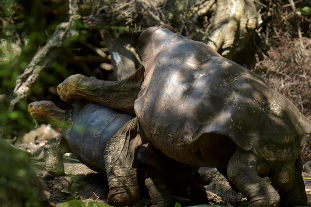 Diego the tortoise mates with a female in a breeding centre at the Galapagos National Park on Santa Cruz Island, located around 1,000 km from Ecuador