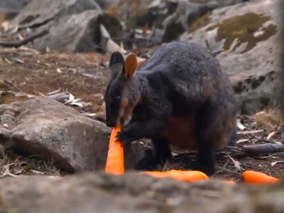 Australia wildfires: Carrots and sweet potatoes airdropped to wallabies in fire-ravaged region