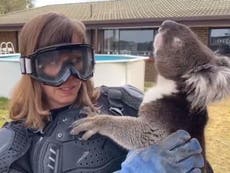 TV reporter wears full body armour to hold koala in on-air prank