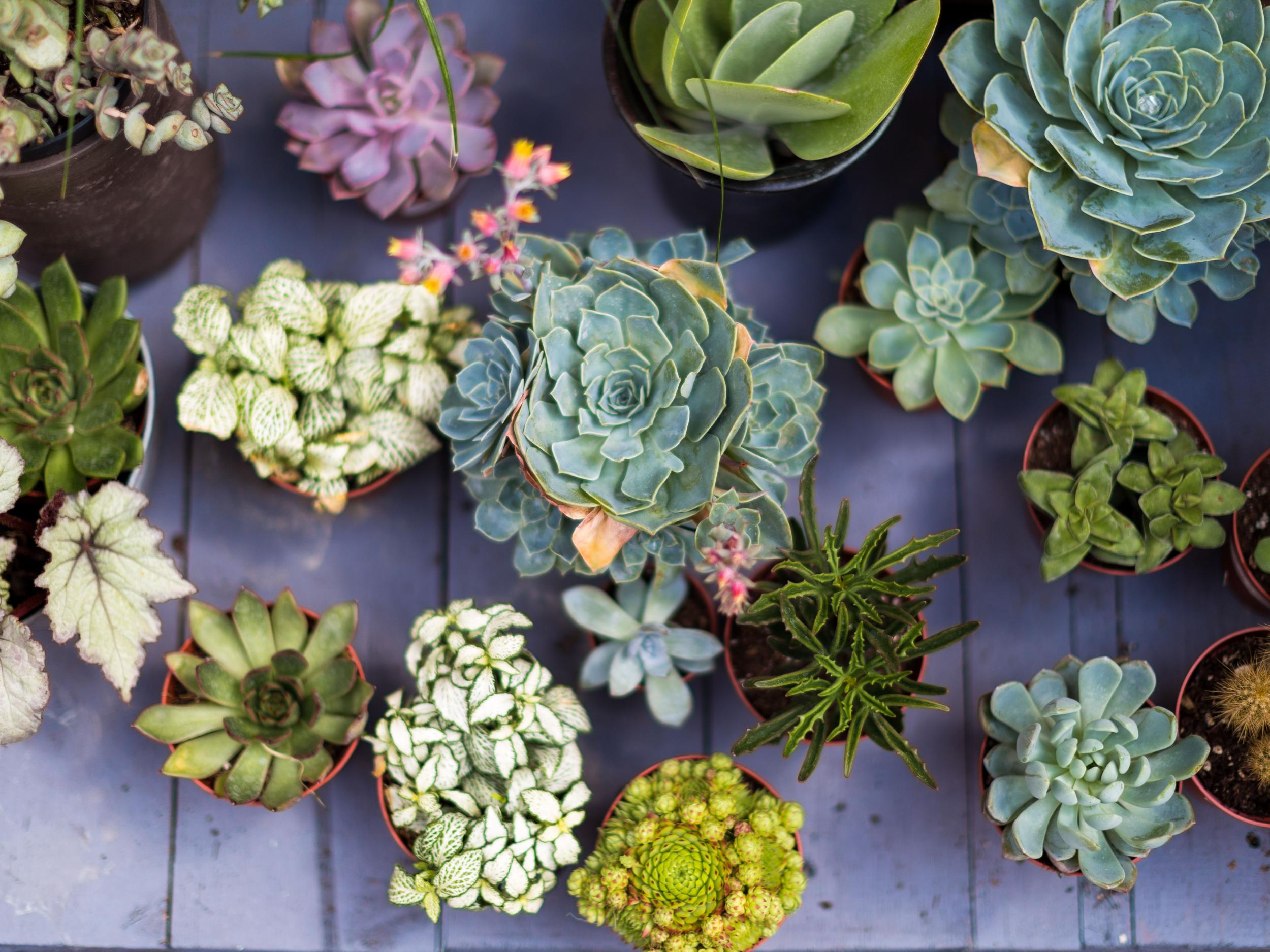 Horticulturists are sending clients hardy plants like succulents, to boost their husbandry confidence