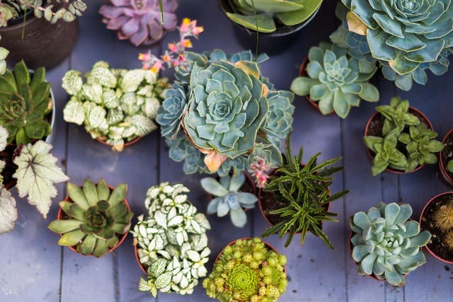 Horticulturists are sending clients hardy plants like succulents, to boost their husbandry confidence