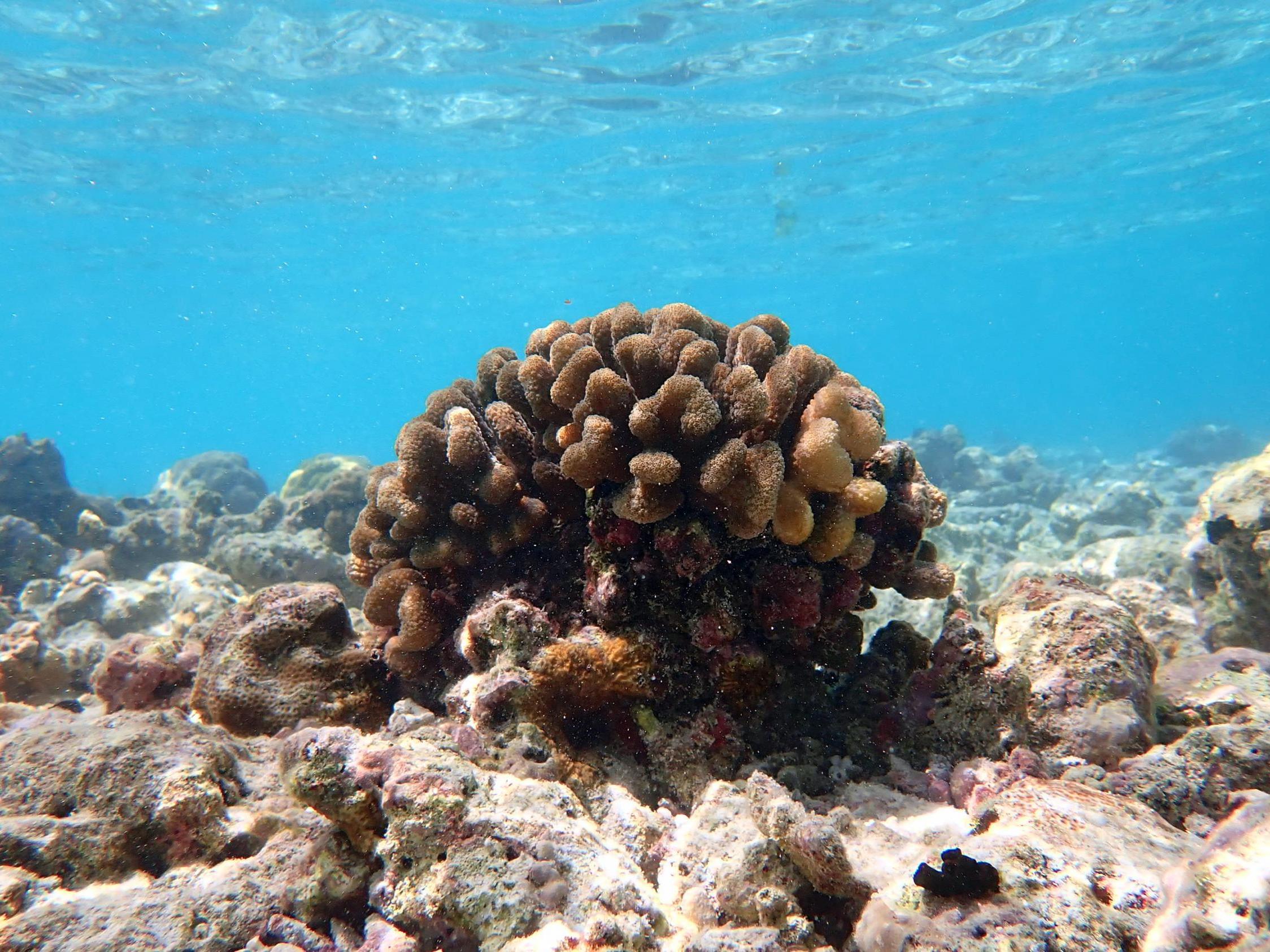 Some parts of the Maldives are believed to have lost up to ninety per cent of corals because of changing conditions such as rising sea water temperature.