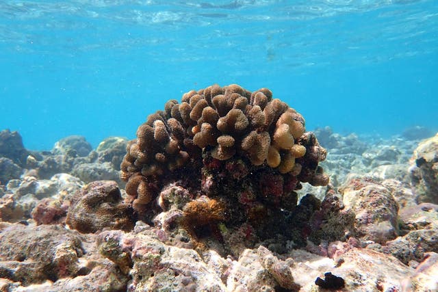 Some parts of the Maldives are believed to have lost up to ninety per cent of corals because of changing conditions such as rising sea water temperature.