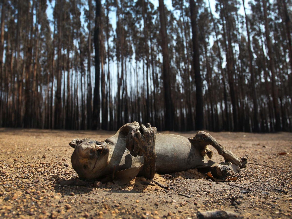 Australia wildfires: ‘You can’t walk 10 metres without coming across another carcass,’ says animal charity