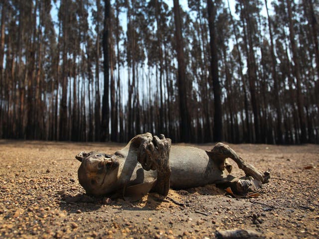 KANGAROO ISLAND, AUSTRALIA - JANUARY 08: A dead koala is seen amongst  Blue Gum trees in the bushfire ravaged outskirts of the Parndana region on January 08, 2020 on Kangaroo Island, Australia. Almost 100 army reservists have arrived in Kangaroo Island to assist with clean up operations following the catastrophic bushfire that killed two people and burned more than 155,000 hectares on Kangaroo Island on 4 January. At least 56 homes were also destroyed. Bushfires continue to burn on the island, with firefighters pushing to contain the blaze before forecast strong winds and rising temperatures return. (Photo by Lisa Maree Williams/Getty Images)

Lisa Maree Williams