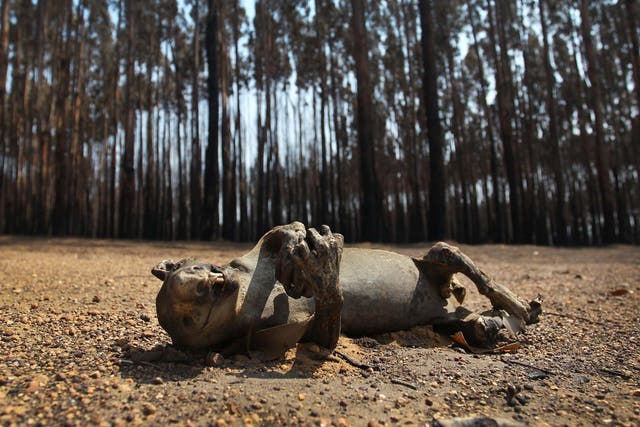 KANGAROO ISLAND, AUSTRALIA - JANUARY 08: A dead koala is seen amongst  Blue Gum trees in the bushfire ravaged outskirts of the Parndana region on January 08, 2020 on Kangaroo Island, Australia. Almost 100 army reservists have arrived in Kangaroo Island to assist with clean up operations following the catastrophic bushfire that killed two people and burned more than 155,000 hectares on Kangaroo Island on 4 January. At least 56 homes were also destroyed. Bushfires continue to burn on the island, with firefighters pushing to contain the blaze before forecast strong winds and rising temperatures return. (Photo by Lisa Maree Williams/Getty Images)

Lisa Maree Williams