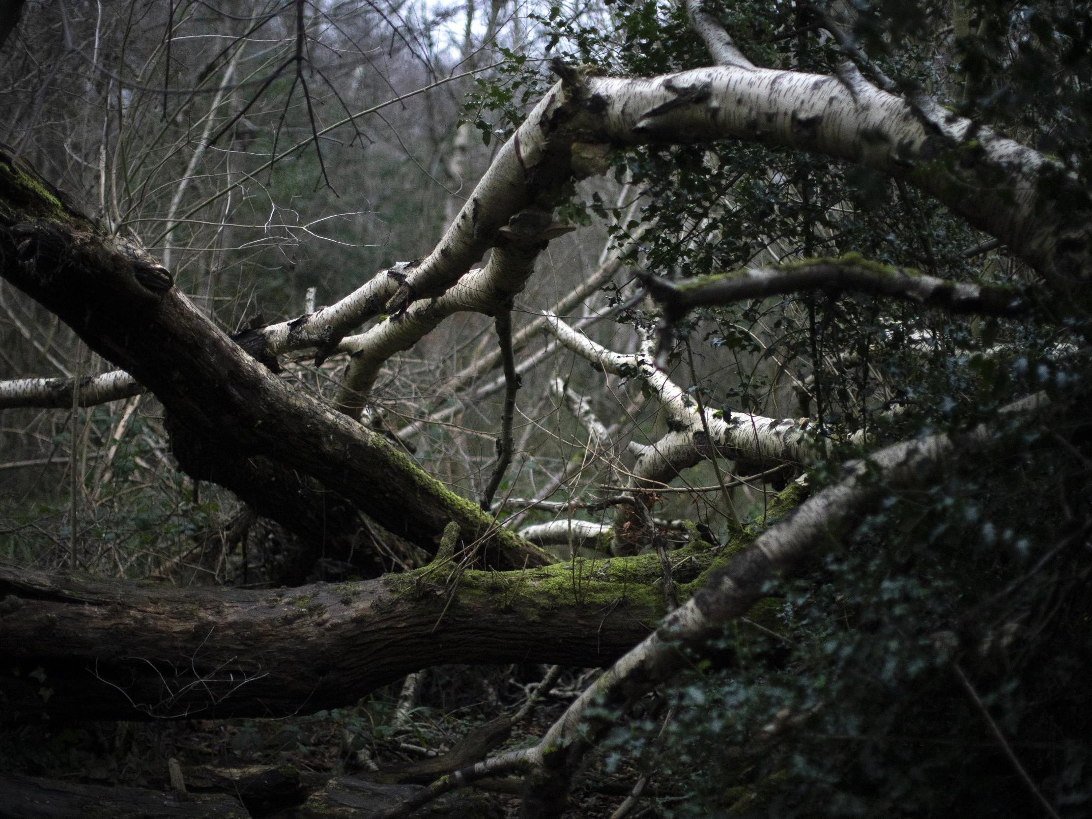A fallen Silver Birch tree at Moseley Bog, an ancient woodland in Birmingham