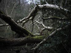 1,000 ancient woodlands ‘at risk of destruction by projects like HS2’