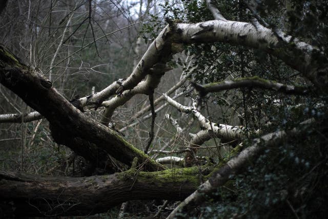 A fallen Silver Birch tree at Moseley Bog, an ancient woodland in Birmingham