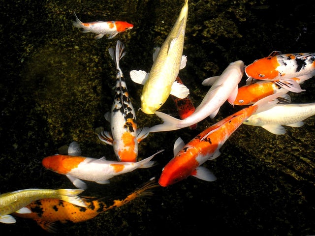 Thieves steal up to 60 koi carp from pond | The Independent | The