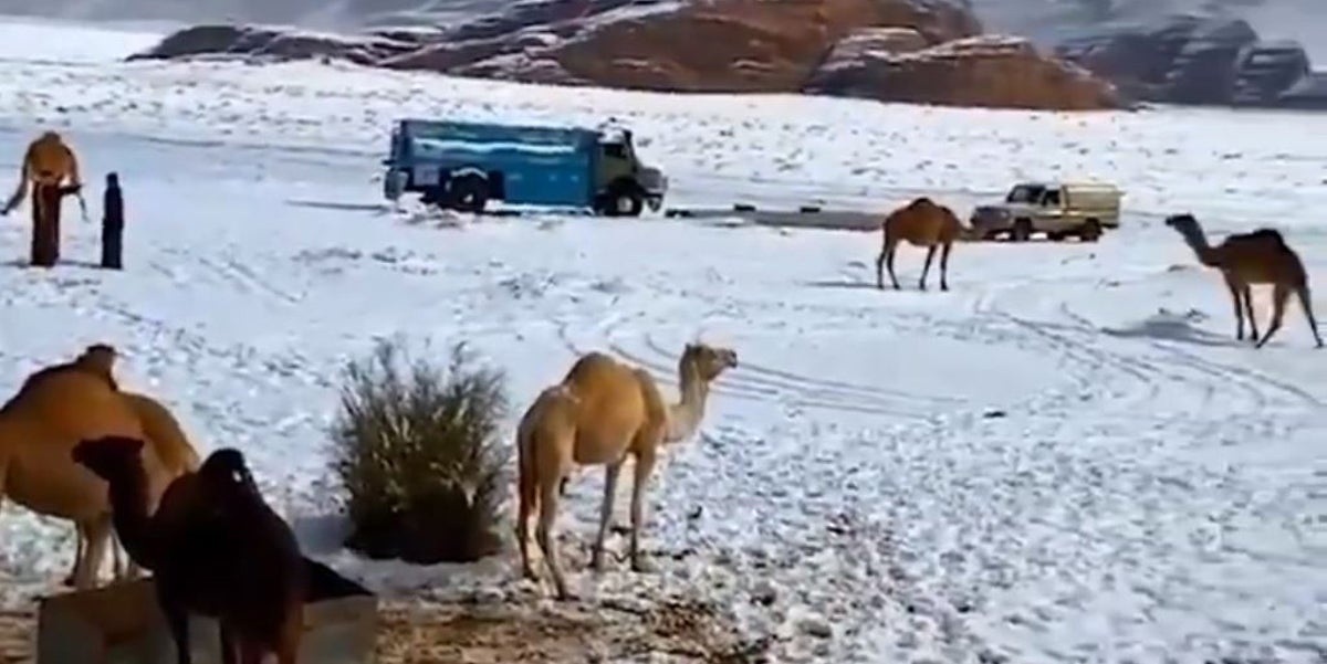 Unusual Storm Leads To Camels In Saudia Arabia Walking Around In The Snow Indy100 Indy100